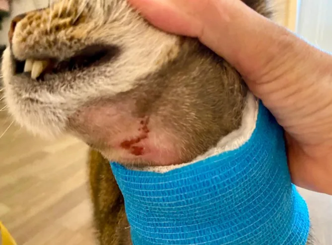 Man sieht eine genähte Bisswunde am Hals einer Katze.